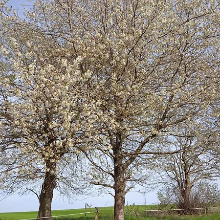 Pensión Drei Elstern 3*