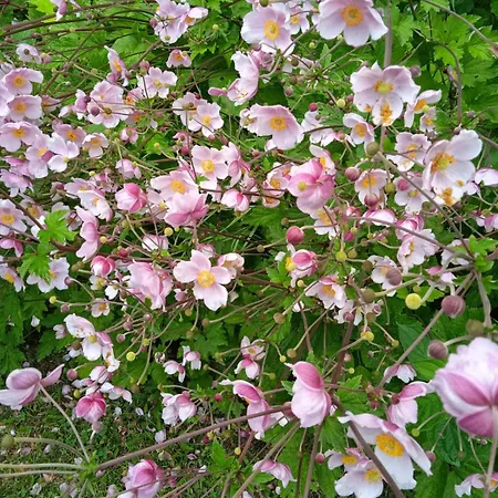 Drei Elstern بيت ضيافة