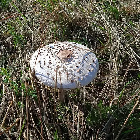 بيت ضيافة Drei Elstern شيارك