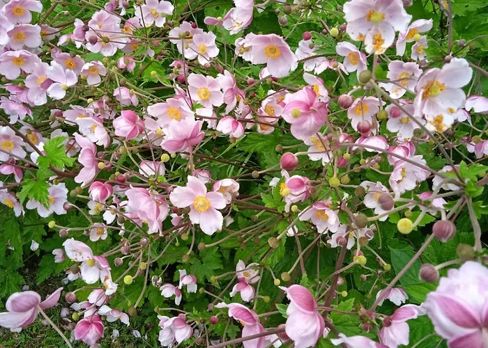 Drei Elstern Πανσιόν