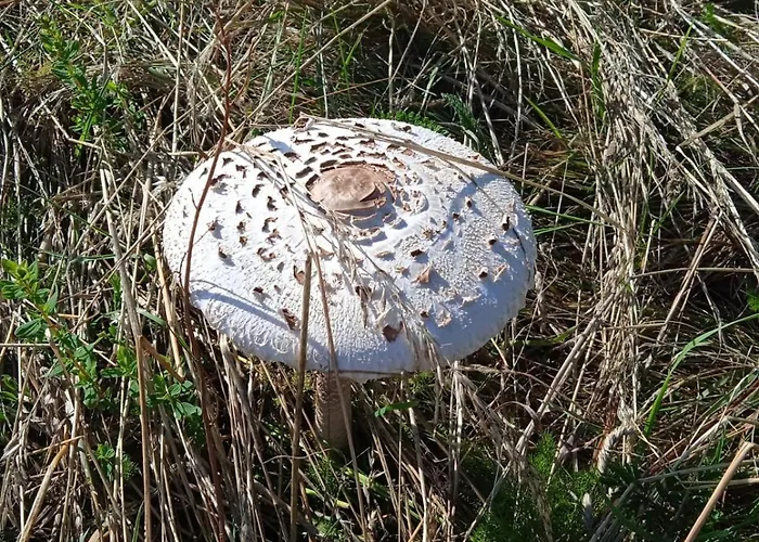 Πανσιόν Drei Elstern Schierke